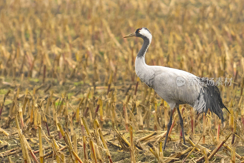 在迁徙季节的普通鹤(Grus Grus)